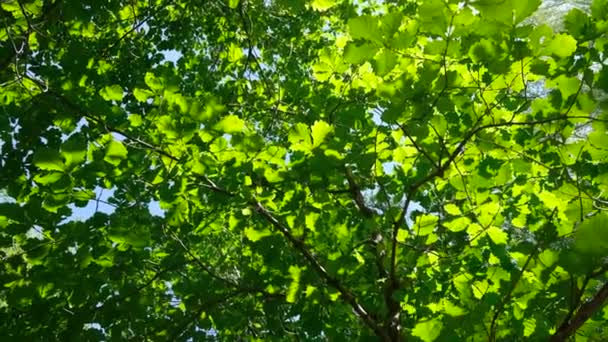 Solen skinner gennem friske grønne blade af et træ vinker i vinden. Nederst op visning af frodige grønne løv af træer med eftermiddag sol – Stock-video