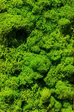Güzel yeşil yosunlar yakın plan, ren geyiği yosunu dokusu arka plan, Ren geyiği Cladonia rangiferina 'dan yapılmış soyut yeşil duvar süslemesi