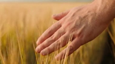 İnsanlar buğday tarlasında altın bir buğday kulağına dokunuyor. Genç erkek el buğday tarlasında hareket ediyor. Gün batımında oğlanlar buğdaya dokunur. Yavaş çekim.
