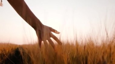 İnsanlar buğday tarlasında altın bir buğday kulağına dokunuyor. Genç erkek el buğday tarlasında hareket ediyor. Gün batımında oğlanlar buğdaya dokunur. Yavaş çekim.