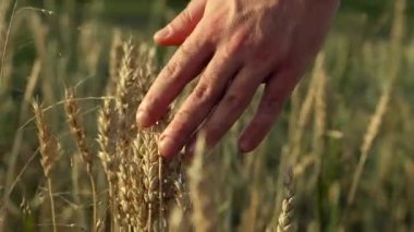 İnsanlar buğday tarlasında altın bir buğday kulağına dokunuyor. Genç erkek el buğday tarlasında hareket ediyor. Gün batımında oğlanlar buğdaya dokunur. Yavaş çekim.