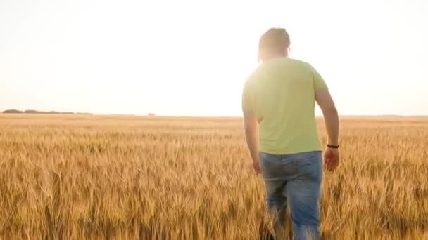 Agricultor trabajando en el campo de trigo. Agricultura. Agrónomo revisando cosecha de trigo en el campo. Empresario analizando cosecha de granos. — Vídeo de stock