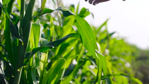 Maíz Maíz Agricultura. Campo natural. Protección del medio ambiente. La mano del agricultor toca las plantas de maíz. Eco planeta concepto de agricultura. — Vídeo de stock