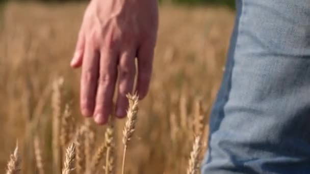 Mano de hombre tocando una espiga de trigo dorado en el campo de trigo. Joven mano masculina moviéndose a través del campo de trigo. Los niños tocan el trigo al atardecer. Movimiento lento. — Vídeo de stock