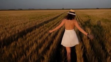 Mutlu özgür genç kadın tarlada ağır çekimde koşuyor, elleriyle buğday kulaklarına dokunuyor. Günbatımı arkaplanındaki buğday alanı