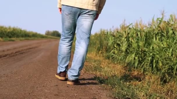 L'agriculteur marche le long d'un chemin de terre entre les champs agricoles au coucher du soleil, au ralenti. Inspection des récoltes. Un fermier marche le long de la route le long des champs de maïs — Video