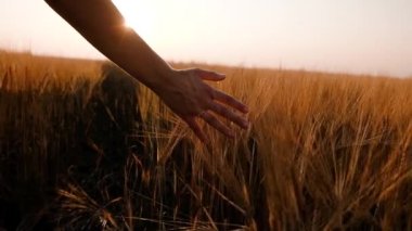 İnsanlar buğday tarlasında altın bir buğday kulağına dokunuyor. Genç erkek el buğday tarlasında hareket ediyor. Gün batımında oğlanlar buğdaya dokunur. Yavaş çekim.