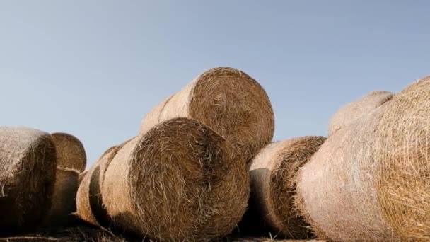 Hay bales are stack large stacks. Harvesting in agriculture. Hay bales straw storage shed full of bales hay on agricultural farm — Stock Video