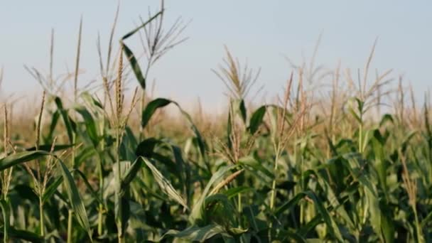 Maíz Maíz Agricultura. Campo natural. Protección del medio ambiente. La mano del agricultor toca las plantas de maíz. Eco planeta concepto de agricultura. — Vídeos de Stock