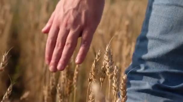 Мужская рука касается золотого пшеничного уха на пшеничном поле. Молодой мужчина двигается по пшеничному полю. Мальчики трогают пшеницу на закате. Медленное движение. — стоковое видео