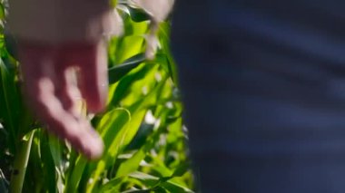 Mısır tarımı tarımı. Doğa Sahası. Çevresel koruma. Çiftçi eli mısır bitkilerine dokunur. Eko gezegen tarım kavramı.