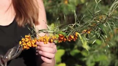 Kesik bir deniz dikenli dalından fazla yaprak buduyorum. Dikenli deniz dikenleri hasat ediliyor, yakın plan. Ağacın dallarını keserek deniz dikenli üzümleri toplama işlemi. Kuru üzümlü kadın elleri