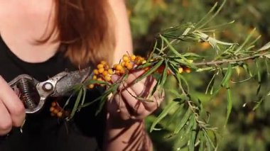 Kesik bir deniz dikenli dalından fazla yaprak buduyorum. Dikenli deniz dikenleri hasat ediliyor, yakın plan. Ağacın dallarını keserek deniz dikenli üzümleri toplama işlemi. Kuru üzümlü kadın elleri
