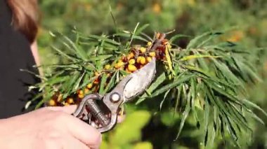 Kesik bir deniz dikenli dalından fazla yaprak buduyorum. Dikenli deniz dikenleri hasat ediliyor, yakın plan. Ağacın dallarını keserek deniz dikenli üzümleri toplama işlemi. Kuru üzümlü kadın elleri