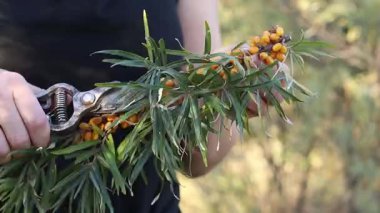 Kesik bir deniz dikenli dalından fazla yaprak buduyorum. Dikenli deniz dikenleri hasat ediliyor, yakın plan. Ağacın dallarını keserek deniz dikenli üzümleri toplama işlemi. Kuru üzümlü kadın elleri