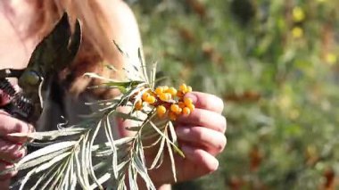 Kesik bir deniz dikenli dalından fazla yaprak buduyorum. Dikenli deniz dikenleri hasat ediliyor, yakın plan. Ağacın dallarını keserek deniz dikenli üzümleri toplama işlemi. Kuru üzümlü kadın elleri