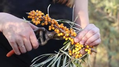 Kesik bir deniz dikenli dalından fazla yaprak buduyorum. Dikenli deniz dikenleri hasat ediliyor, yakın plan. Ağacın dallarını keserek deniz dikenli üzümleri toplama işlemi. Kuru üzümlü kadın elleri