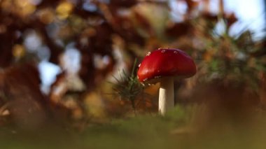 Fly agaric in the forest. Bright red with white specks mushroom. Fly agaric growing on mossy forest floor. Beautiful fly agaric mushroom in the forest in autumn. Poisonous mushroom close-up