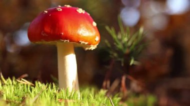 Fly agaric in the forest. Bright red with white specks mushroom. Fly agaric growing on mossy forest floor. Beautiful fly agaric mushroom in the forest in autumn. Poisonous mushroom close-up