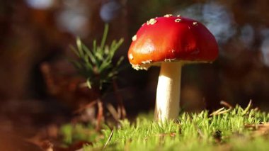 Fly agaric in the forest. Bright red with white specks mushroom. Fly agaric growing on mossy forest floor. Beautiful fly agaric mushroom in the forest in autumn. Poisonous mushroom close-up