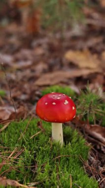 Fly agaric in the forest. Bright red with white specks mushroom. Fly agaric growing on mossy forest floor. Beautiful fly agaric mushroom in the forest in autumn. Poisonous mushroom close-up