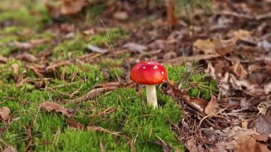 Fly agaric in the forest. Bright red with white specks mushroom. Fly agaric growing on mossy forest floor. Beautiful fly agaric mushroom in the forest in autumn. Poisonous mushroom close-up