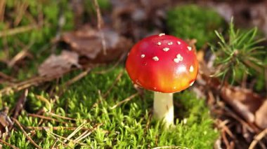 Fly agaric in the forest. Bright red with white specks mushroom. Fly agaric growing on mossy forest floor. Beautiful fly agaric mushroom in the forest in autumn. Poisonous mushroom close-up