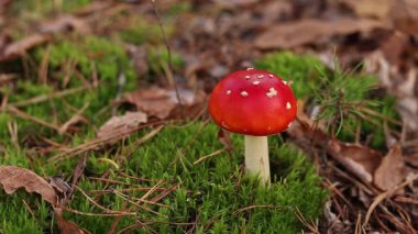 Fly agaric in the forest. Bright red with white specks mushroom. Fly agaric growing on mossy forest floor. Beautiful fly agaric mushroom in the forest in autumn. Poisonous mushroom close-up
