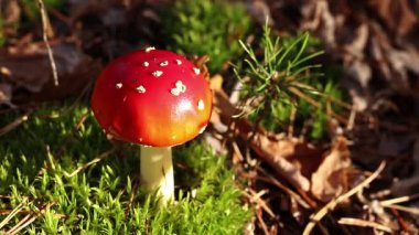 Fly agaric in the forest. Bright red with white specks mushroom. Fly agaric growing on mossy forest floor. Beautiful fly agaric mushroom in the forest in autumn. Poisonous mushroom close-up