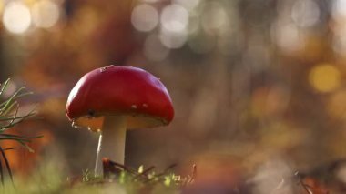 Fly agaric in the forest. Bright red with white specks mushroom. Fly agaric growing on mossy forest floor. Beautiful fly agaric mushroom in the forest in autumn. Poisonous mushroom close-up