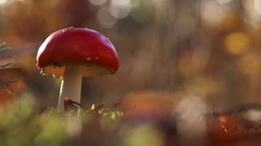 Fly agaric in the forest. Bright red with white specks mushroom. Fly agaric growing on mossy forest floor. Beautiful fly agaric mushroom in the forest in autumn. Poisonous mushroom close-up