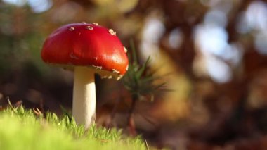 Fly agaric in the forest. Bright red with white specks mushroom. Fly agaric growing on mossy forest floor. Beautiful fly agaric mushroom in the forest in autumn. Poisonous mushroom close-up