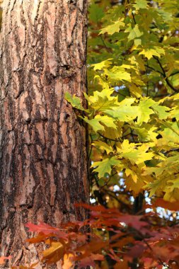 Tree trunk on a background of bright autumn forest. Pine trunk close-up. Autumn forest. Tree on a background of autumn oak leaves. Natural background. Bright colors in the forest in October