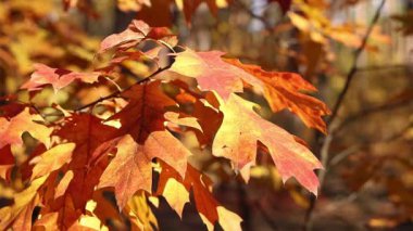 Red oak leaves close-up. Autumn in the forest. Change of season in nature. Close-up of bright yellow-orange leaves. Natural background