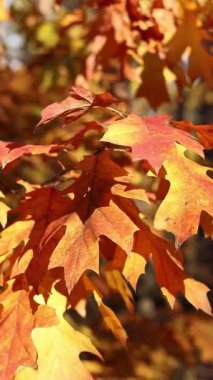 Red oak leaves close-up. Autumn in the forest. Change of season in nature. Close-up of bright yellow-orange leaves. Natural background