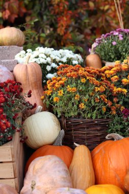 Ripe large pumpkin near flowers in pots. Flowers in pots and a beautiful pumpkin. Seasonal decoration concept. Thanksgiving holiday. The porch of the house is decorated with an autumn composition