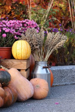 Ripe large pumpkin near flowers in pots. Flowers in pots and a beautiful pumpkin. Seasonal decoration concept. Thanksgiving holiday. The porch of the house is decorated with an autumn composition
