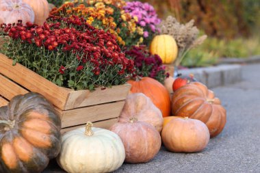 Ripe large pumpkin near flowers in pots. Flowers in pots and a beautiful pumpkin. Seasonal decoration concept. Thanksgiving holiday. The porch of the house is decorated with an autumn composition