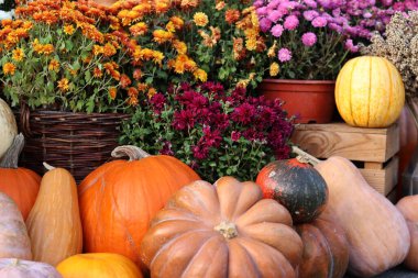 Ripe large pumpkin near flowers in pots. Flowers in pots and a beautiful pumpkin. Seasonal decoration concept. Thanksgiving holiday. The porch of the house is decorated with an autumn composition
