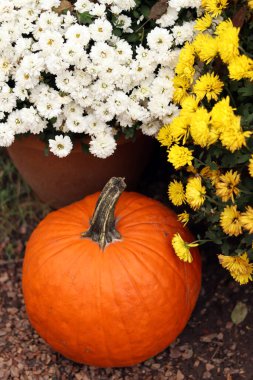 Ripe large pumpkin near flowers in pots. Thanksgiving holiday. The porch of the house is decorated with an autumn composition. Flowers in pots and a beautiful pumpkin. Seasonal decoration concept