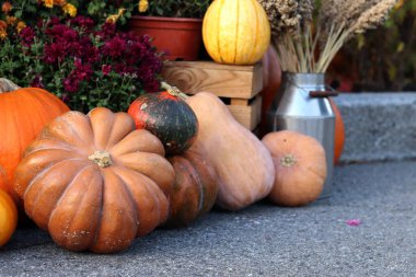 Ripe large pumpkin near flowers in pots. Flowers in pots and a beautiful pumpkin. Seasonal decoration concept. Thanksgiving holiday. The porch of the house is decorated with an autumn composition