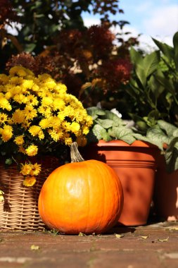 Ripe large pumpkin near flowers in pots. Thanksgiving holiday. The porch of the house is decorated with an autumn composition. Flowers in pots and a beautiful pumpkin. Seasonal decoration concept