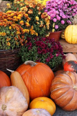Ripe large pumpkin near flowers in pots. Thanksgiving holiday. The porch of the house is decorated with an autumn composition. Flowers in pots and a beautiful pumpkin. Seasonal decoration concept