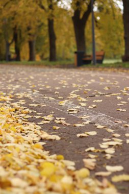 Autumn alley strewn with yellow leaves. Walking alley in autumn, yellow fallen leaves lie on the ground. Tall trees with yellow and green leaves. Long alley for pedestrians and cyclists in the park