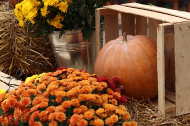 Ripe pumpkin on a straw bale. Thanksgiving decoration, cozy warm autumn season. Orange pumpkin close-up. Rustic autumn background. Rustic pumpkin and straw background. Autumn festival