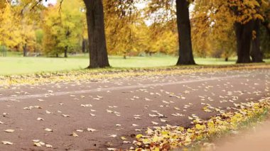 Autumn alley strewn with yellow leaves. Walking alley in autumn, yellow fallen leaves lie on the ground. Tall trees with yellow and green leaves. Long alley for pedestrians and cyclists in the park