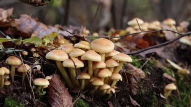 Birbirine karışan fasikülare. Bal aromalı, yakın plan. Sonbaharda ormanda zehirli ya da yenmez mantarlar. Düşmüş bir ağaç gövdesinde yosunların arasında büyüyen bir mantar kümesi. Doğa