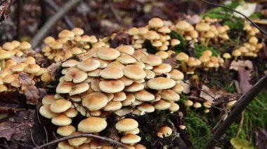 Birbirine karışan fasikülare. Bal aromalı, yakın plan. Sonbaharda ormanda zehirli ya da yenmez mantarlar. Düşmüş bir ağaç gövdesinde yosunların arasında büyüyen bir mantar kümesi. Doğa