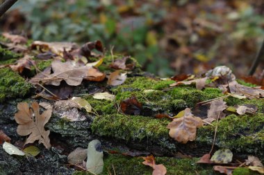 Ormanda sonbahar. Devrilen bir ağacın kabuğunda yeşil yosun. Sonbahar yapraklarıyla kaplanmış yosun, yakın plan. Sonbaharda ormanda doğa, detaylar. Doğal arkaplan