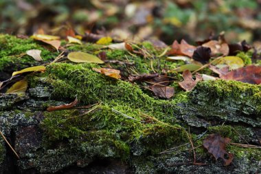 Ormanda sonbahar. Devrilen bir ağacın kabuğunda yeşil yosun. Sonbahar yapraklarıyla kaplanmış yosun, yakın plan. Sonbaharda ormanda doğa, detaylar. Doğal arkaplan